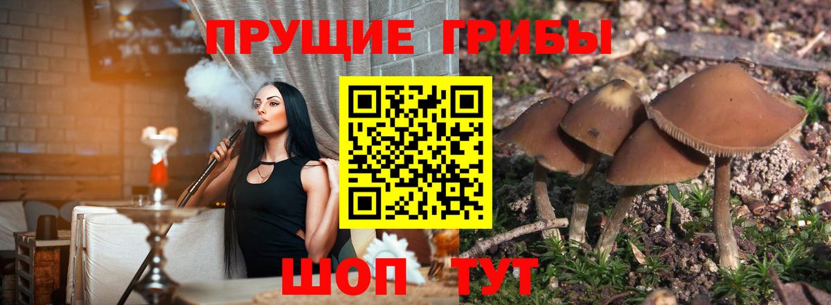Южноуральск  Галлюциногенные грибы Psilocybine cubensis  Вход с VPN  Галлюциногенные грибы Psilocybe 